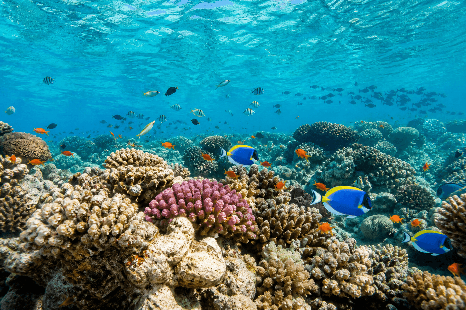 Coral reef